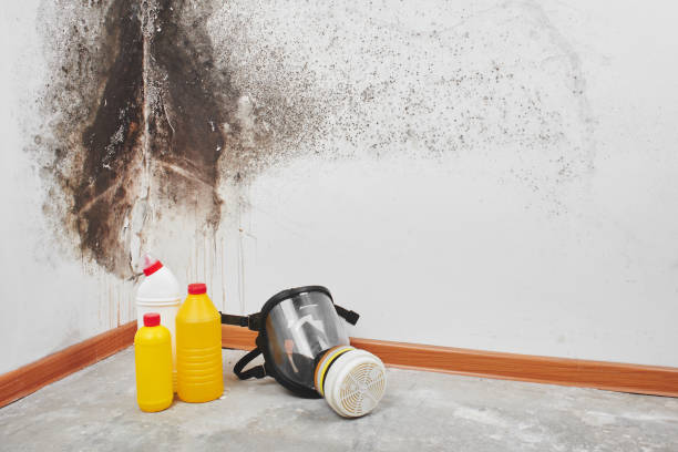 Best Mold Damage Repair  in Taft, TX