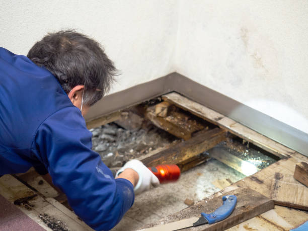 Best Mold Remediation  in Taft, TX