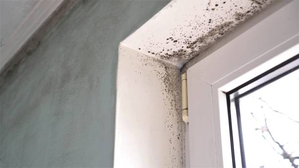 Best Certified Mold Removal  in Taft, TX