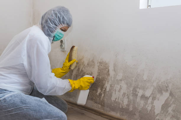 Best Mold Damage Repair  in Taft, TX