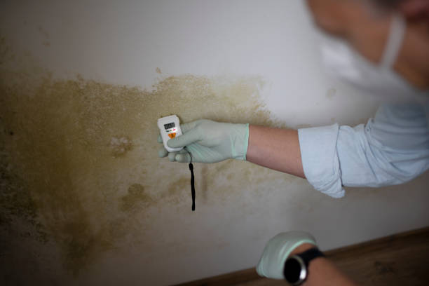 Mold Testing and Removal in Taft, TX