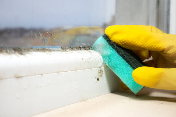 Best Office Mold Removal Services  in Taft, TX