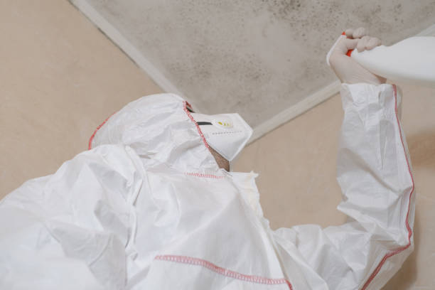 Best Office Mold Removal Services  in Taft, TX