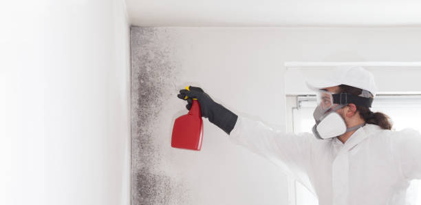 Best Best Mold Removal Companies  in Taft, TX