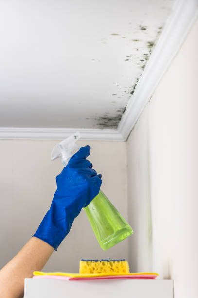 Best Fast Mold Removal  in Taft, TX